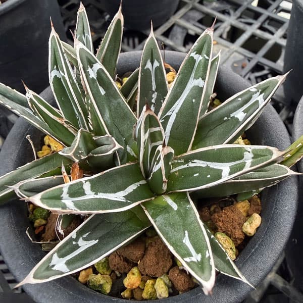 園芸ネット本店｜アガベ：笹の雪 3号鉢植え の通販【公式】