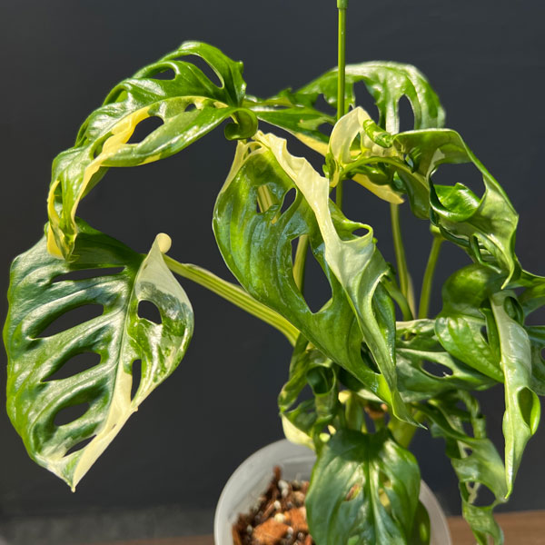 園芸ネット本店｜[ザ・ファームセレクト]マドカズラ：斑入り 4号25-04