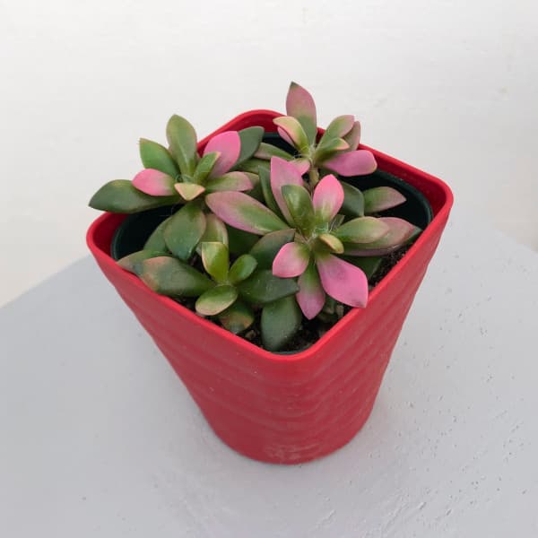 園芸ネット本店｜アナカンプセロス：吹雪の松(ふぶきのまつ) 3.5号