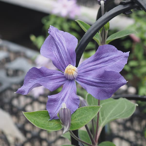 園芸ネット本店｜クレマチス：デュランディ3.5号ロングポット