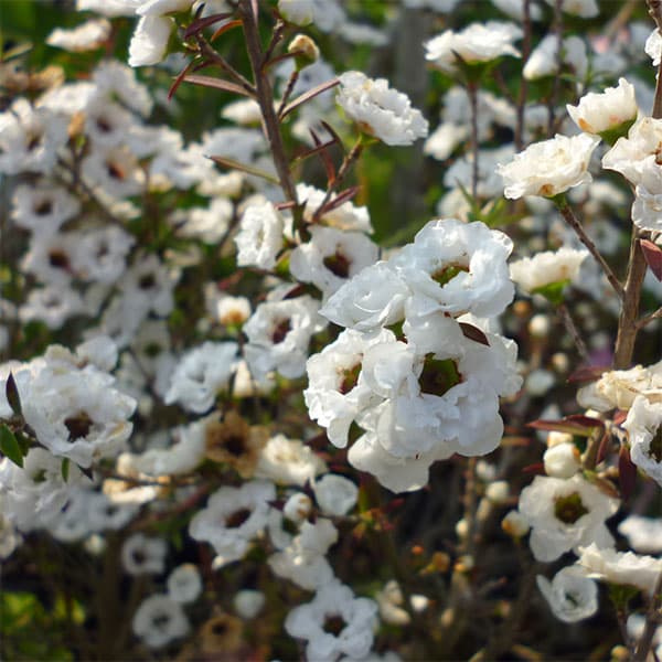 園芸ネット本店｜ギョリュウバイ：白花八重5号ポット の通販【公式】