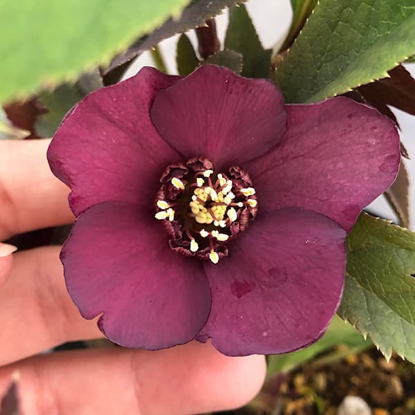 園芸ネット本店｜若泉ファームさんのクリスマスローズ：25-12卑弥呼