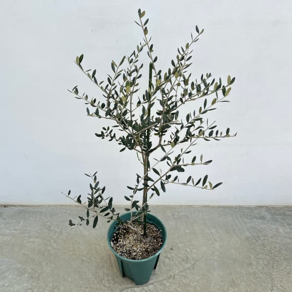 園芸ネット本店｜オリーブ：ルッカ 8号硬質ポット の通販【公式】