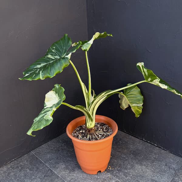 園芸ネット本店｜クワズイモ：斑入り 7号25-04 の通販【公式】