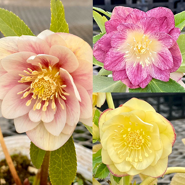 園芸ネット本店｜松村ナーセリーさんのクリスマスローズ：カラー