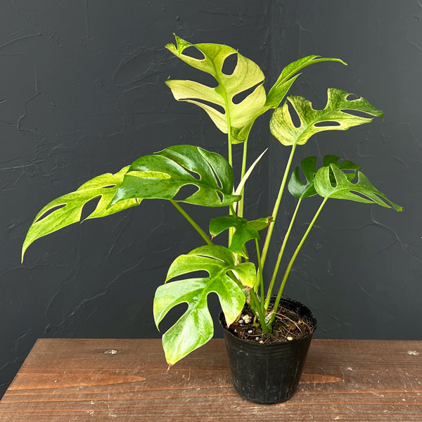 園芸ネット本店｜ラフィドフォラ：ホワイトモンスター（斑入り）3号