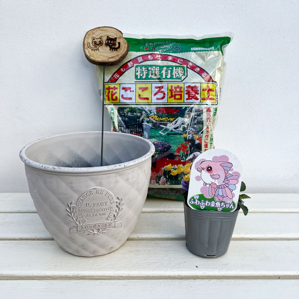 園芸ネット本店｜見元園芸さんのビオラ：ふわふわ金魚ちゃん 植え込み