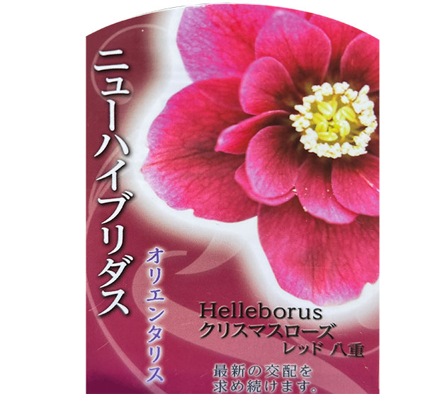 園芸ネット本店｜高正園さんのクリスマスローズ：ダブル レッド5号
