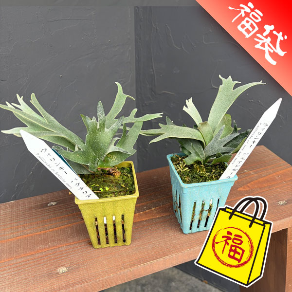 園芸ネット本店｜ビカクシダ（コウモリラン）：人気レアウィリンキー