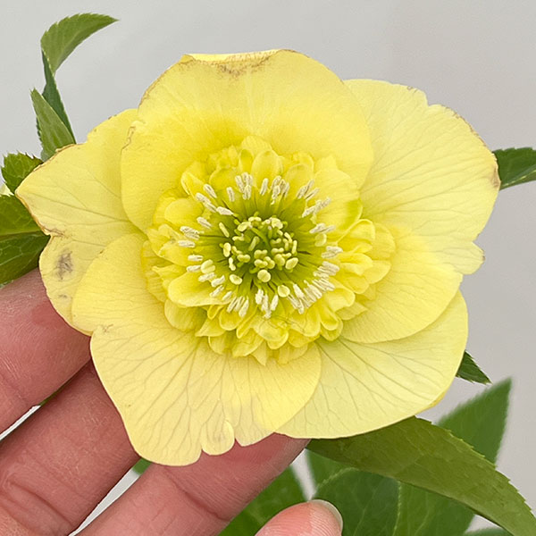 園芸ネット本店｜クリスマスローズ：セレクトセミダブル26-13／1.5L