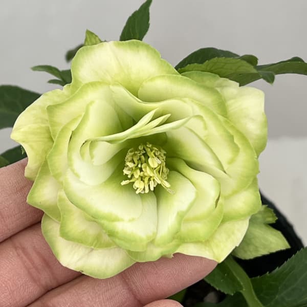 園芸ネット本店｜曽田園芸さんのクリスマスローズ：26-31利休4号ロング