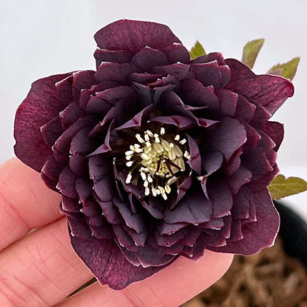 園芸ネット本店｜吉田園芸さんのクリスマスローズ：超多弁交配26-10