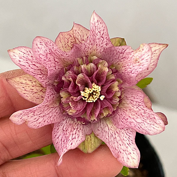 園芸ネット本店｜吉田園芸さんのクリスマスローズ：ヒデコート