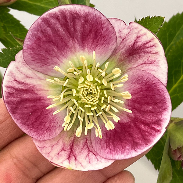 園芸ネット本店｜大和園さんのクリスマスローズ：26-04パステリッシュ