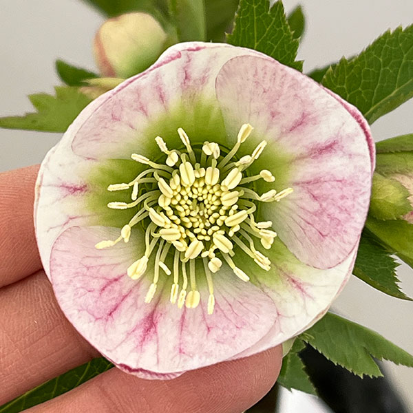 園芸ネット本店｜大和園さんのクリスマスローズ：26-05パステリッシュ