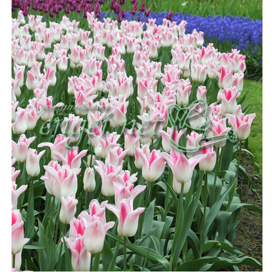 園芸ネット本店｜チューリップ：ホーランドチック1球植え芽出し3号深