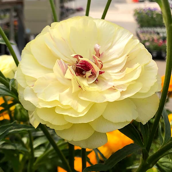 園芸ネット本店｜ラナンキュラス：ラックス アフロディーテ3.5-4号