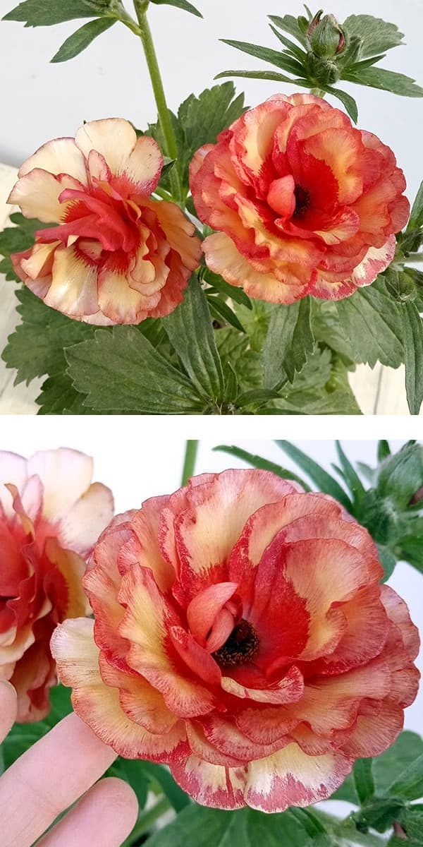 園芸ネット本店｜ラナンキュラス：サラセレネ イパリオン3.5-4号ポット