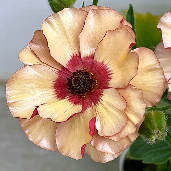 園芸ネット本店｜ラナンキュラス：サラセレネ イパリオン3.5-4号ポット