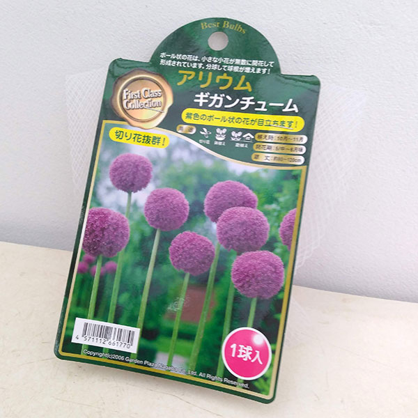 園芸ネット本店｜アリウム：ギガンチューム大球 5球入り の通販【公式】