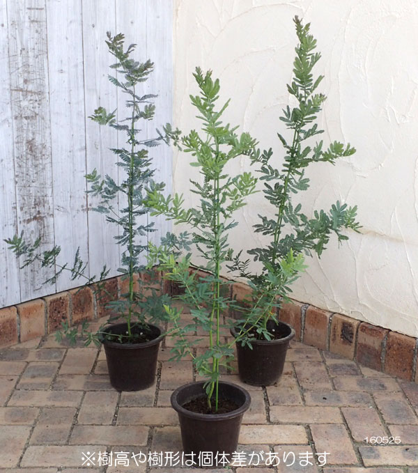 園芸ネット本店｜アカシア：ギンヨウアカシア6号ポット の通販【公式】