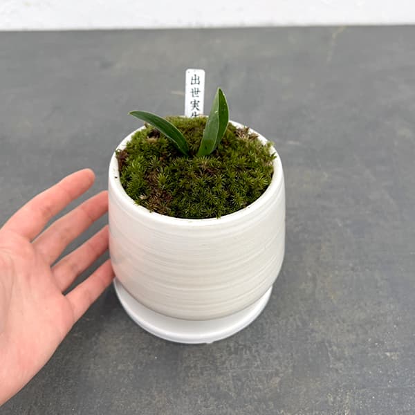 園芸ネット本店｜[ギフトに]オモト（万年青）：出世実生・鉢植え／もえ