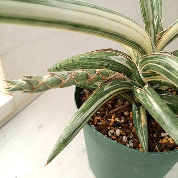 園芸ネット本店｜（わけあり特価）サンセベリア：Lav.1970 斑入り