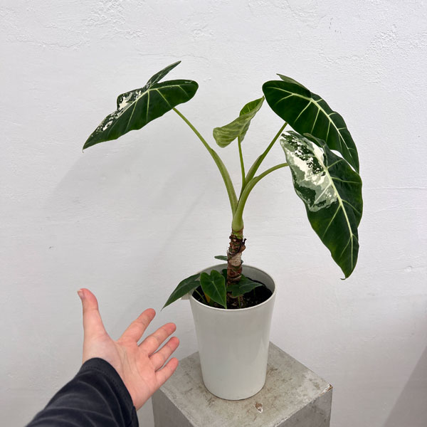 園芸ネット本店｜アロカシア：グリーンベルベット（斑入り） 6号22-01