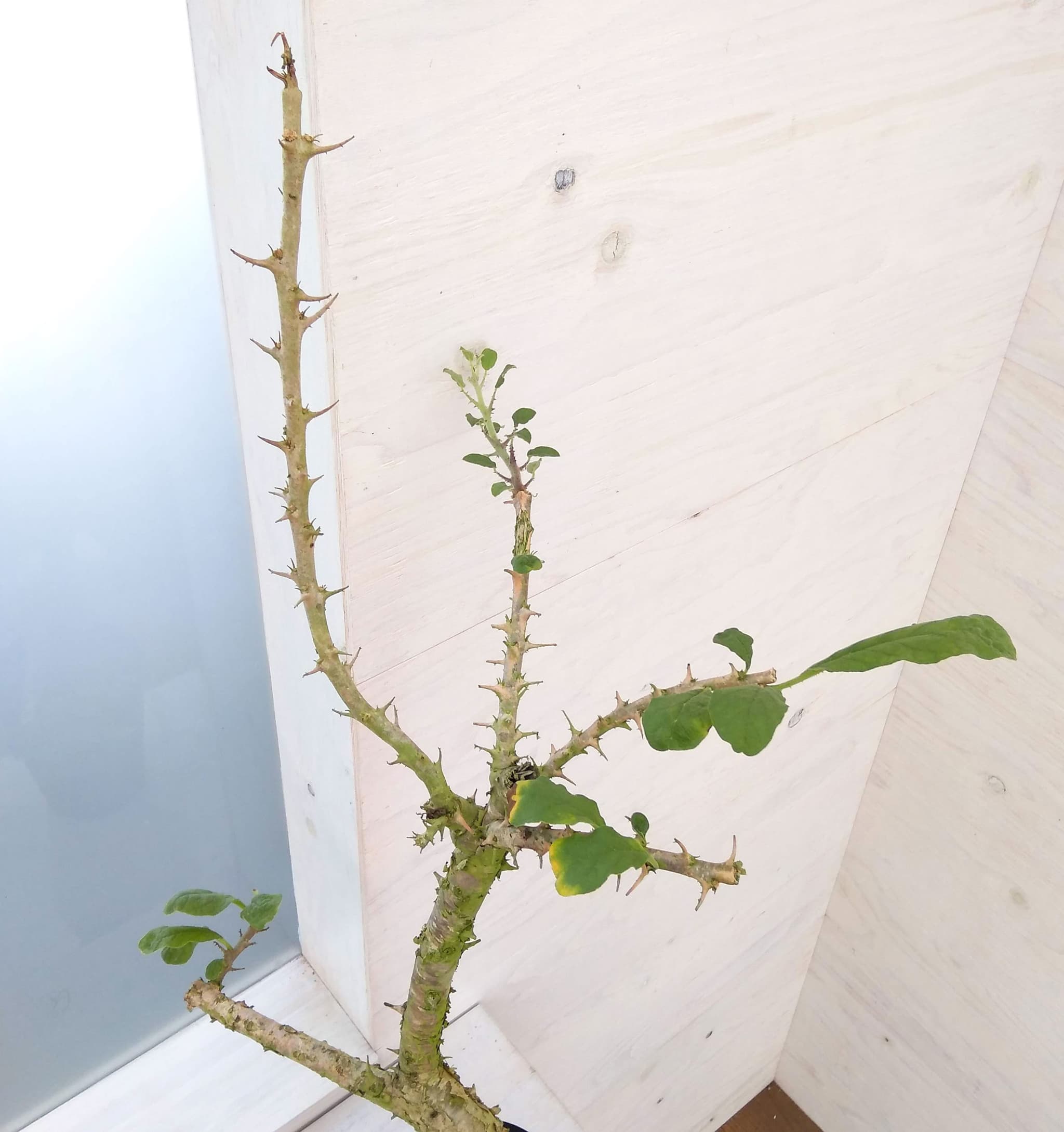 園芸ネット本店｜セサモタムナス：ブッセアヌス 5号22-02 の通販【公式】