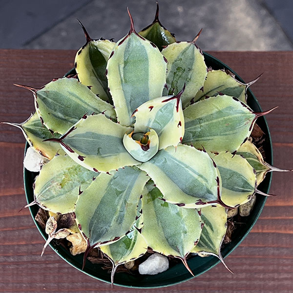 園芸ネット本店｜アガベ：スーパークラウン 4号22-05 の通販【公式】