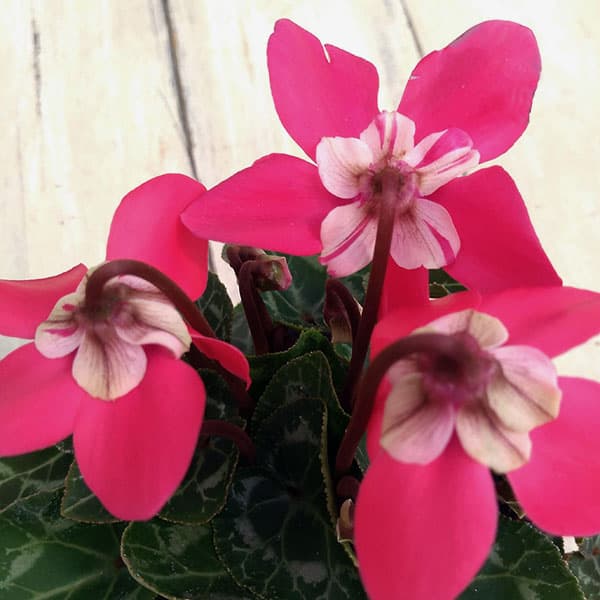 園芸ネット本店｜シクラメン：スーパージックスレッド3号ポット* の