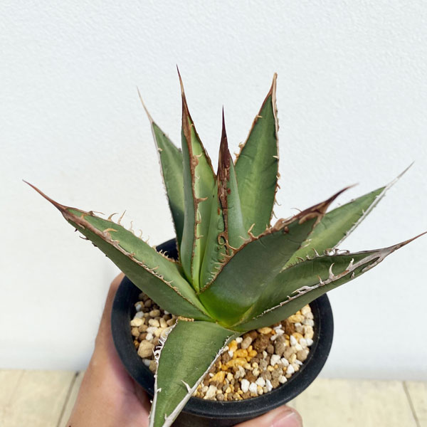 園芸ネット本店｜アガベ：パープソラム（裏棘）2.5号鉢植え の通販【公式】