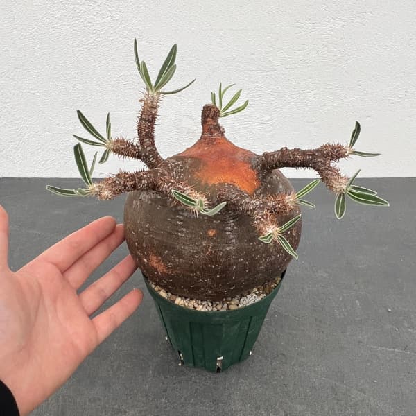 園芸ネット本店｜パキポディウム：グラキリス（発根済み・現地球） 4号