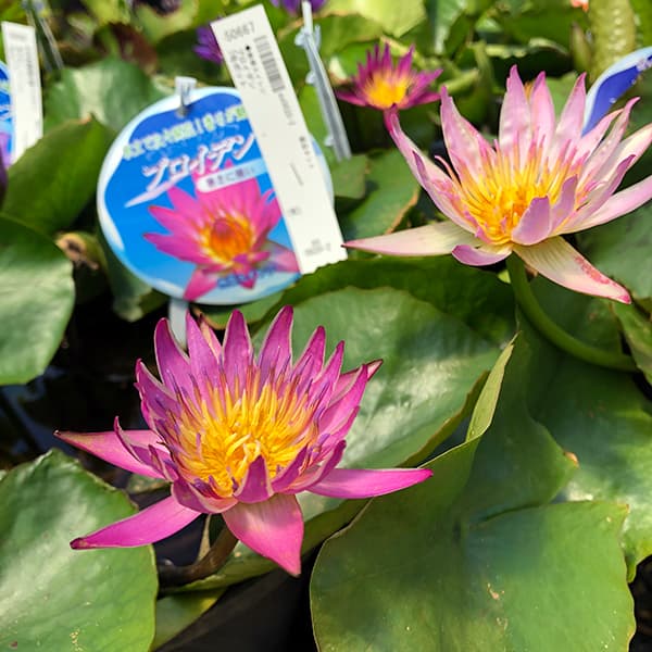 園芸ネット本店｜よく咲く熱帯スイレン：プロイデン4号ポット の通販