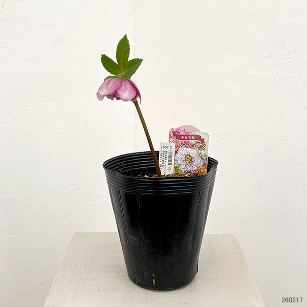 園芸ネット本店｜吉田園芸さんのクリスマスローズ：超多弁交配26-08