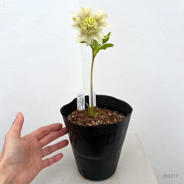 園芸ネット本店｜吉田園芸さんのクリスマスローズ：ヒデコート