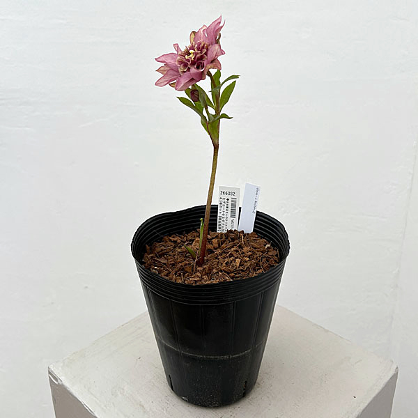 園芸ネット本店｜吉田園芸さんのクリスマスローズ：ヒデコート