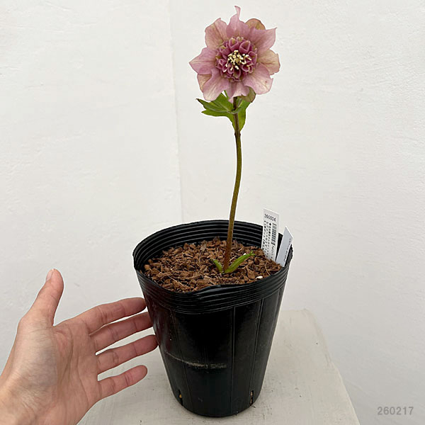 園芸ネット本店｜吉田園芸さんのクリスマスローズ：ヒデコート