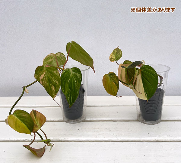 園芸ネット本店｜フィロデンドロン：ミカンス斑入り 3号ポット の通販