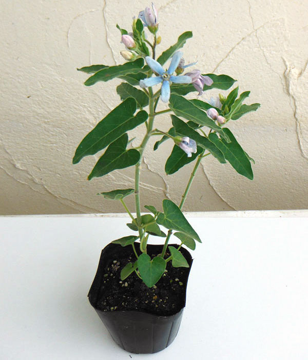 園芸ネット本店｜お試し4種12株セット：夏に咲く暑さに強い青い花 の