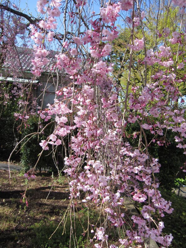 園芸ネット本店｜桜：八重紅枝垂れ（ヤエベニシダレ）接木苗4～5号