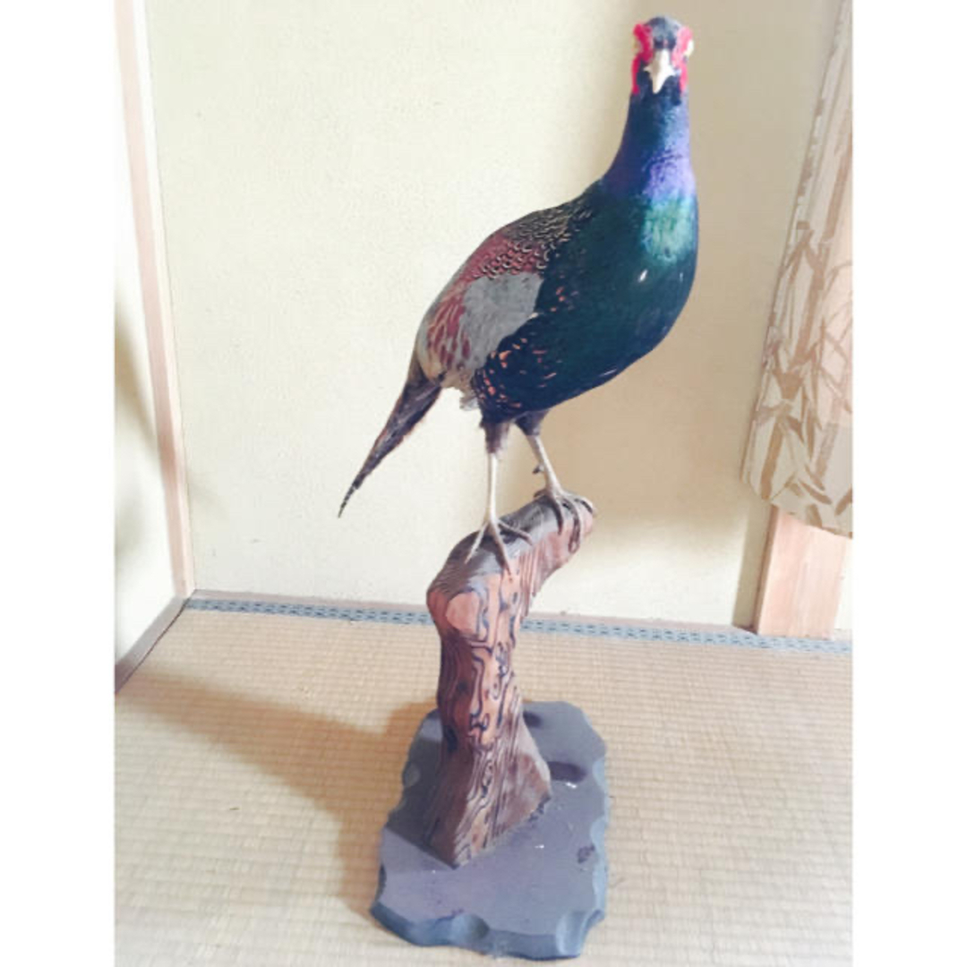 キジ 剥製 関東お届け 鳥の通販 by シェリー's shop｜ラクマ