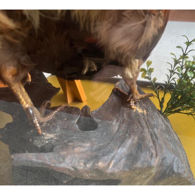 雉 剥製 本物 骨董品 約40年の通販 by 好きなものあります｜ラクマ