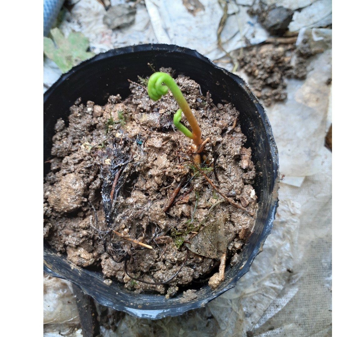 冬のわらびの通販 by テルミ's shop｜ラクマ