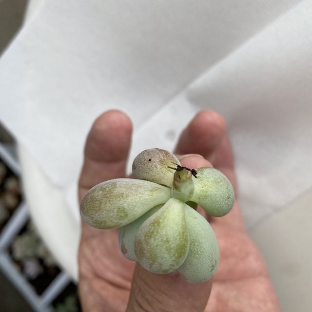 多肉植物 アメジスチヌム カット苗1個の通販｜endoscopyonair.com