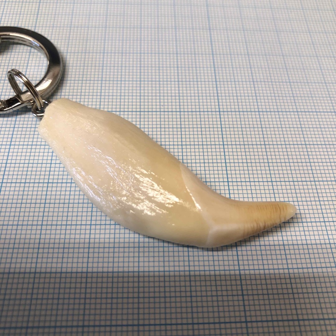 熊の牙（No.1）の通販 by 山のクマさんʕ•ᴥ•ʔ｜ラクマ