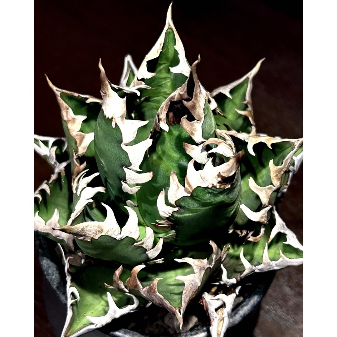 コレクション株 レッドキャット 大株 地獄猫 ゴリ猫 鉢付き アガベ