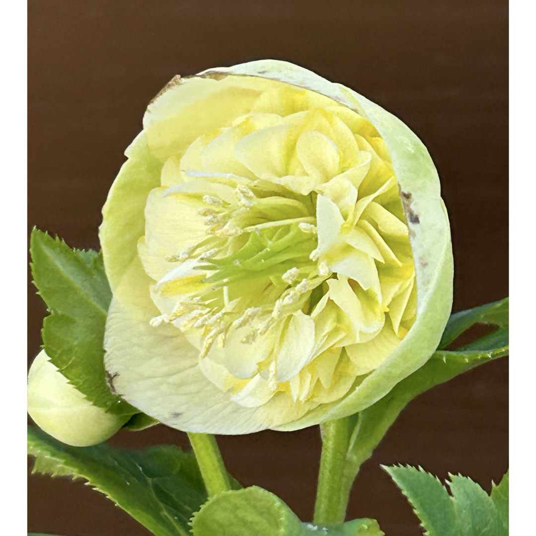 クリスマスローズ 認定！ 毬姫 加藤農園 認定 毬姫・モーリー