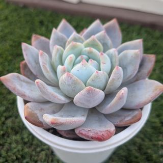 ☆センペルビウム12種セット☆お名前付き カット苗 多肉植物 寄せ植え