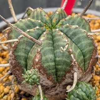 ☆センペルビウム12種セット☆お名前付き カット苗 多肉植物 寄せ植え
